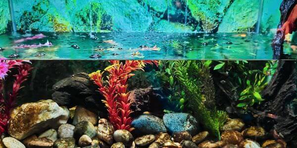 Aquarium mit Korallen und bunten Fischen – Aquarium-Umzug Weinheim