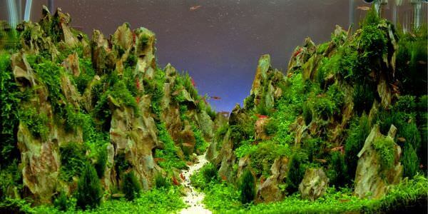 Aquarium mit Felslandschaft und Pflanzen – Umzug mit Aquarium in Weinheim