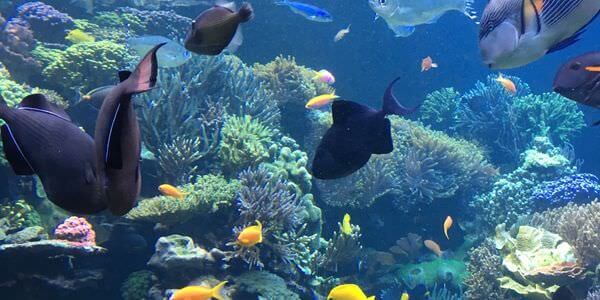 Fische zwischen Korallenriffen