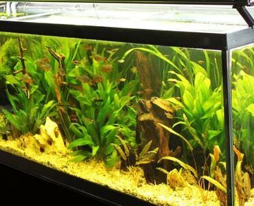 Aquarium-Umzug Aquarium-Umzug: Längliches Aquarium mit grünen Wasserpflanzen