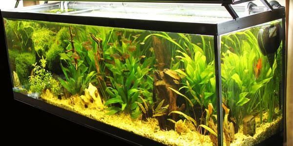 Aquarium-Umzug Weinheim: Längliches Aquarium mit grünen Wasserpflanzen