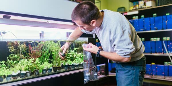 Mann versorgt Aquarienpflanzen vor einem Aquarienregal – Umzug mit Aquarium in Weinheim